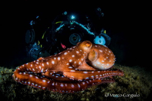 Gabry with Octopus macropus by Marco Gargiulo 